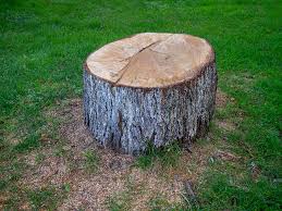 How Our Tree Care Process Works  in  Mineralwells, WV