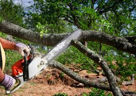 Best Tree Mulching  in Mineralwells, WV