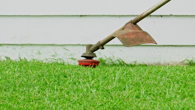 Professional Tree Services in Mineralwells, WV